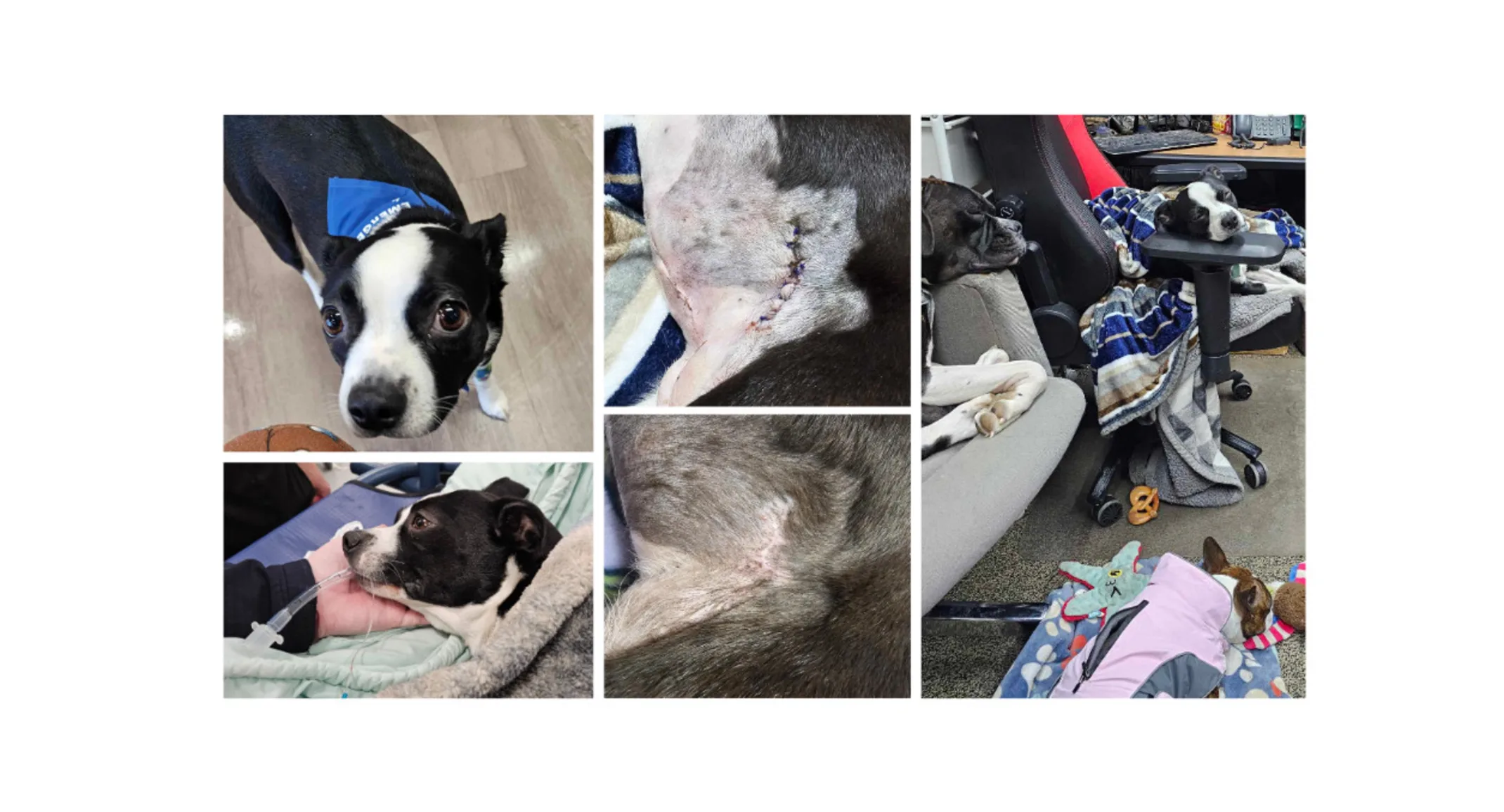 Piper Kidder collage Piper Kidder collage