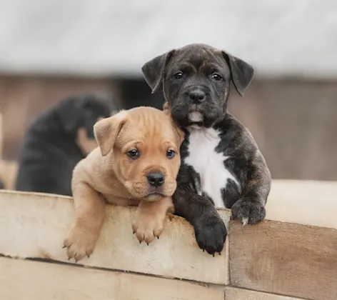 Puppies in crate outside