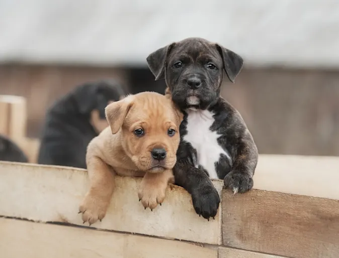 Puppies in crate outside Puppies in crate outside