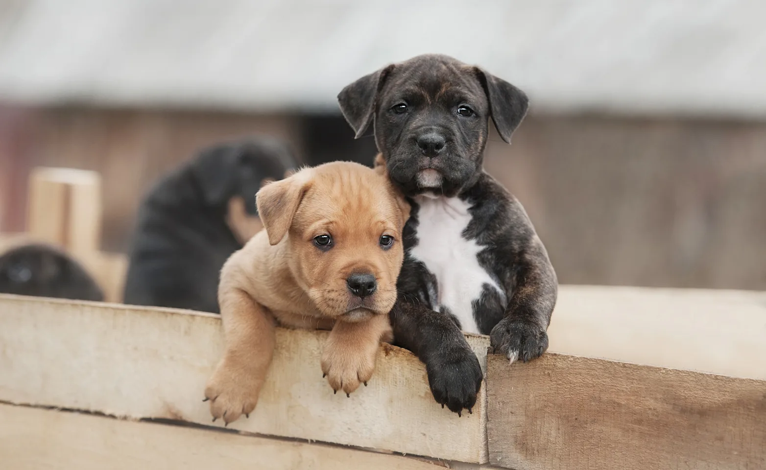 Puppies in crate outside