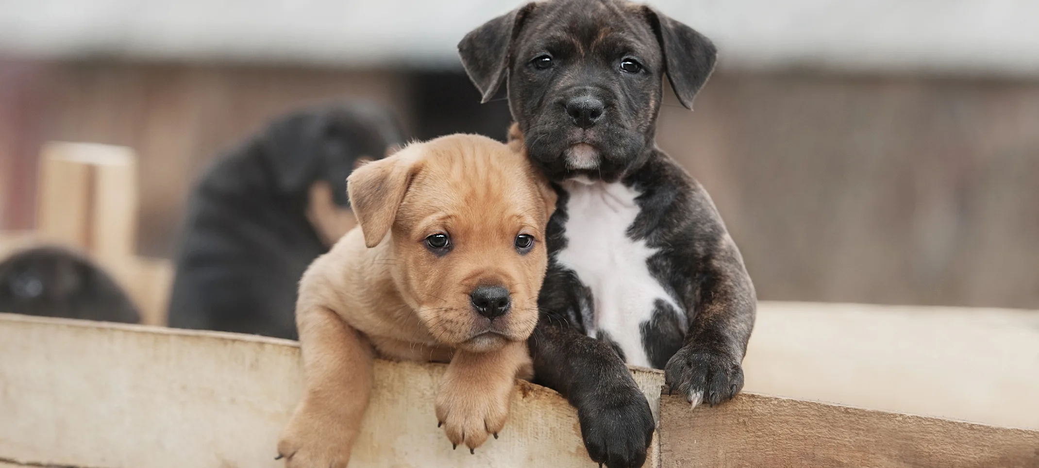 Puppies in crate outside