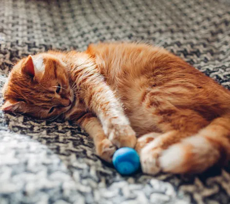 Cat playing with a toy laying down on a blanket