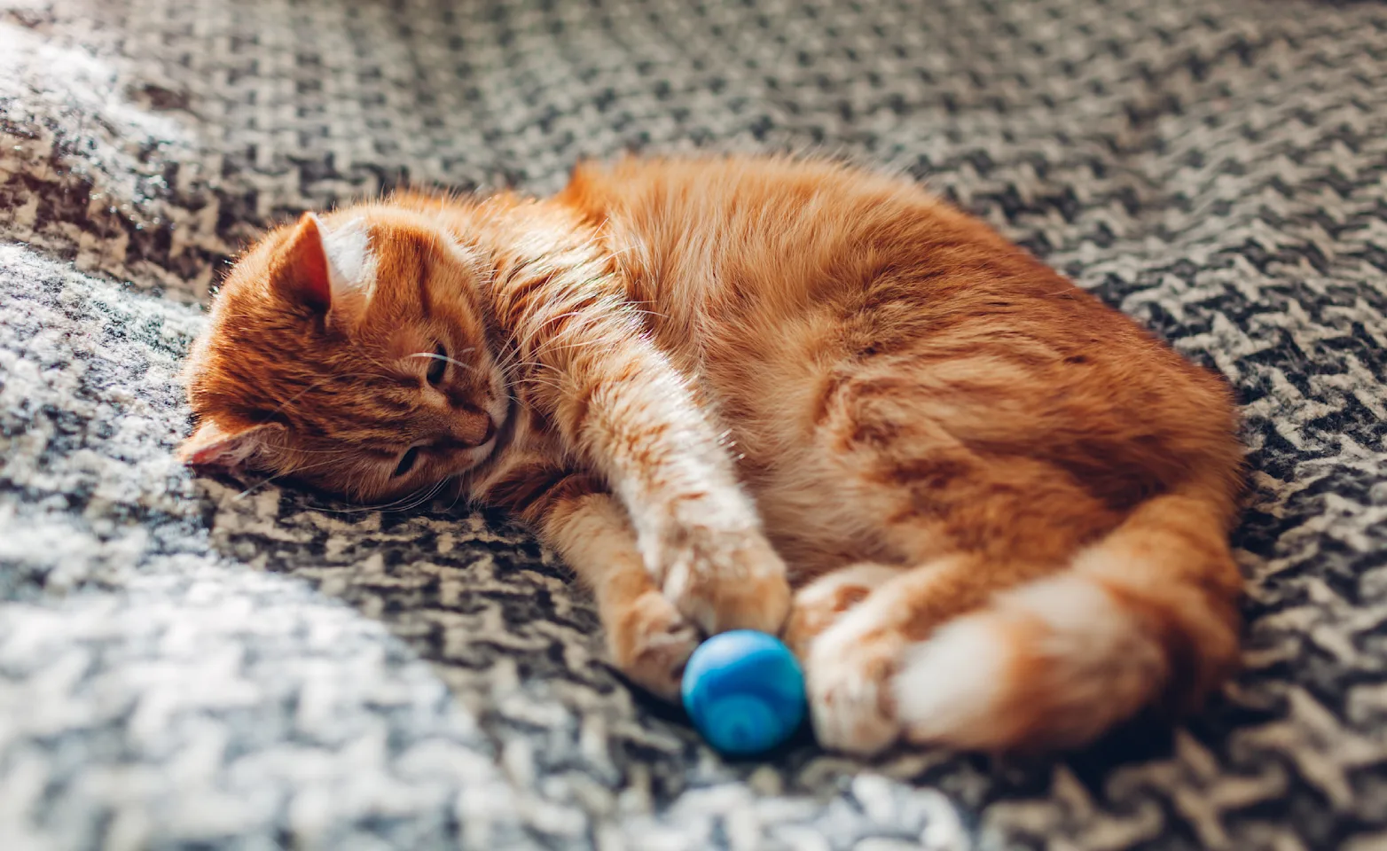 Cat playing with a toy laying down on a blanket