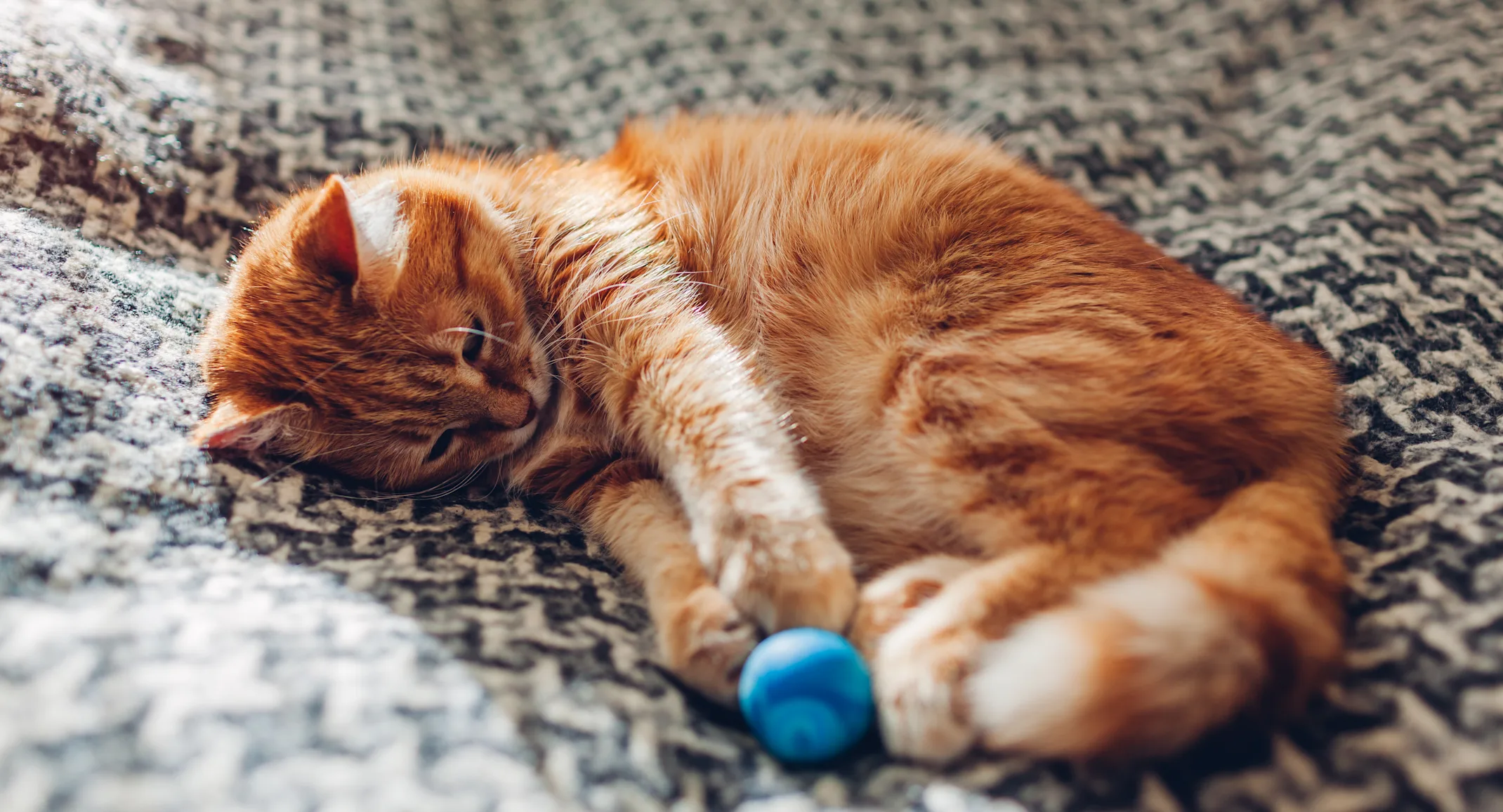 Cat playing with a toy laying down on a blanket Cat playing with a toy laying down on a blanket