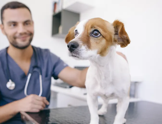 Staff member holding a dog on a table Staff member holding a dog on a table