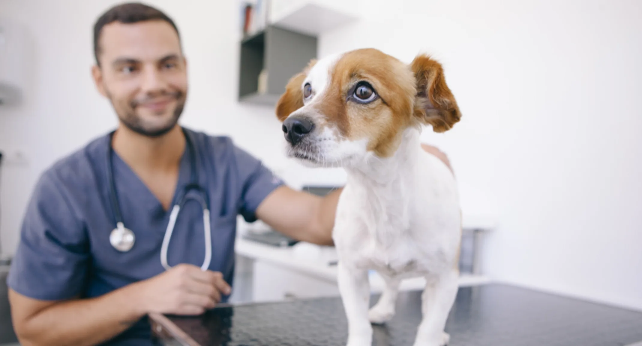 Staff member holding a dog on a table Staff member holding a dog on a table
