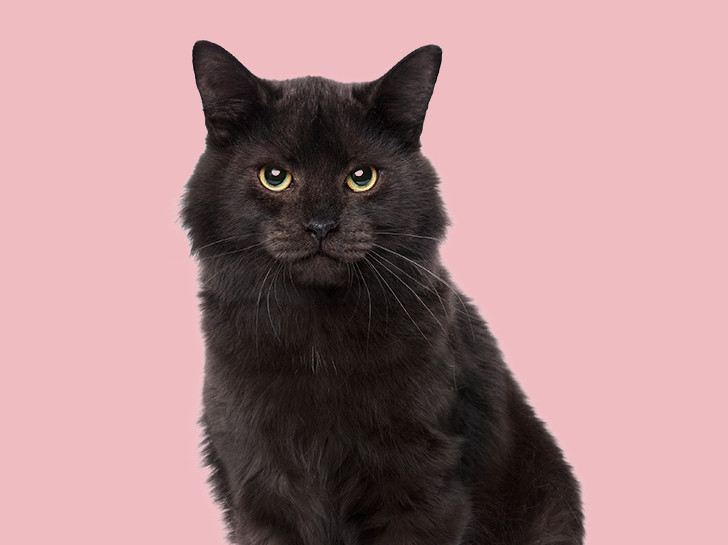 cat sitting on a light pink background