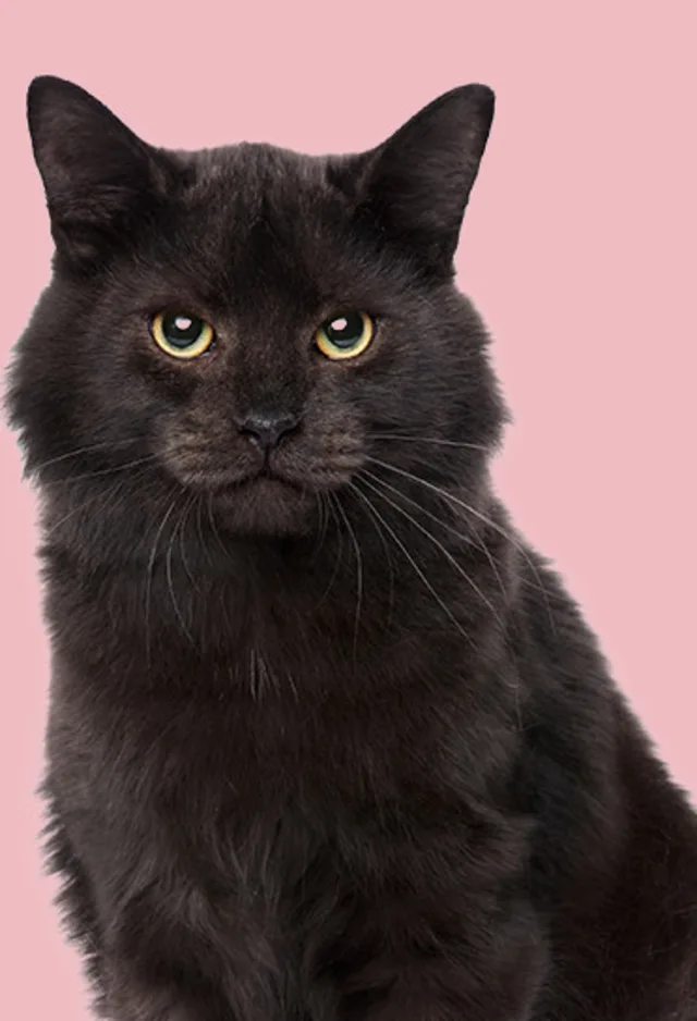 cat sitting on a light pink background cat sitting on a light pink background