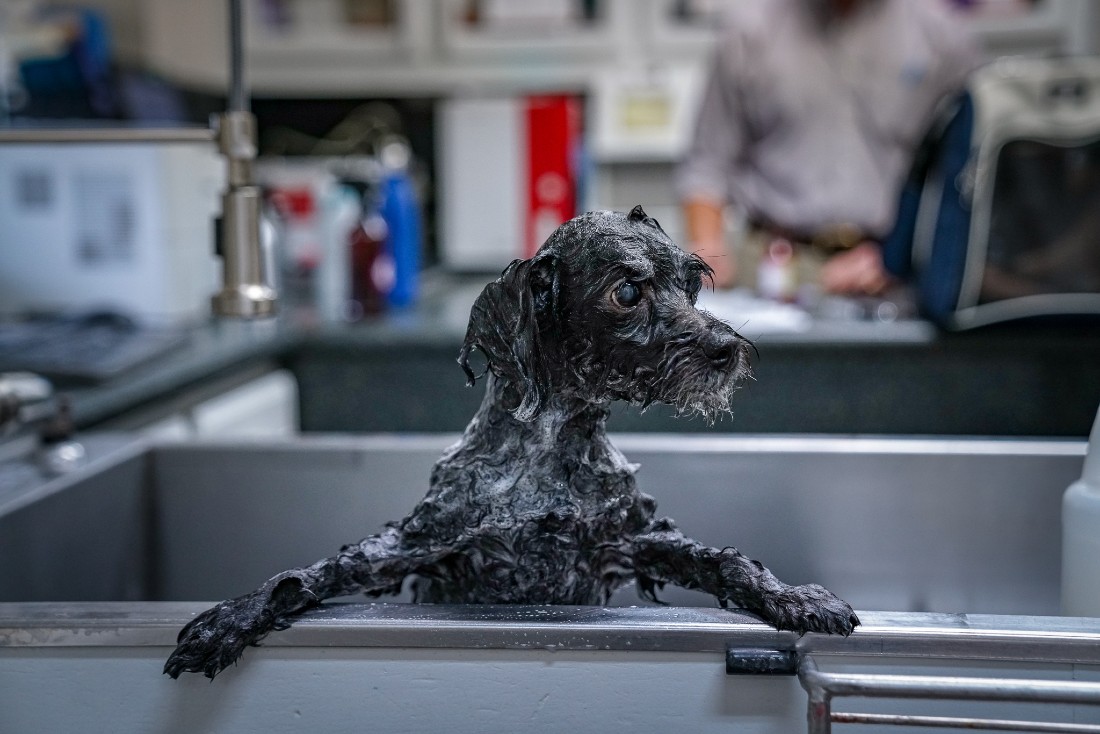 Small Dog in Bath with soap on it at Hill Country Animal Hospital