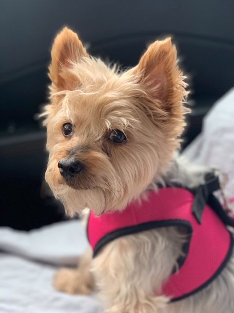 Snickers at Hanover Park Animal Care Center