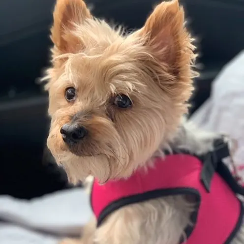 Snickers at Hanover Park Animal Care Center Snickers at Hanover Park Animal Care Center