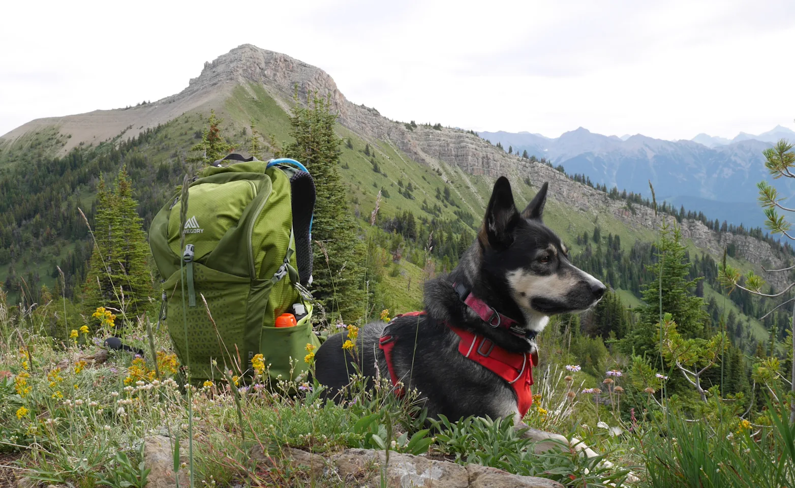 Dog with a backpack in the Invermere mountains Dog with a backpack in the Invermere mountains