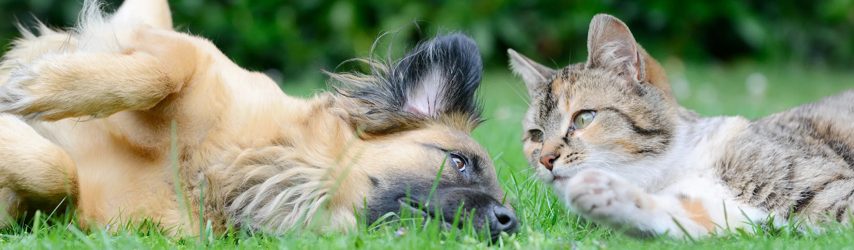 Dog and cat laying in the grass