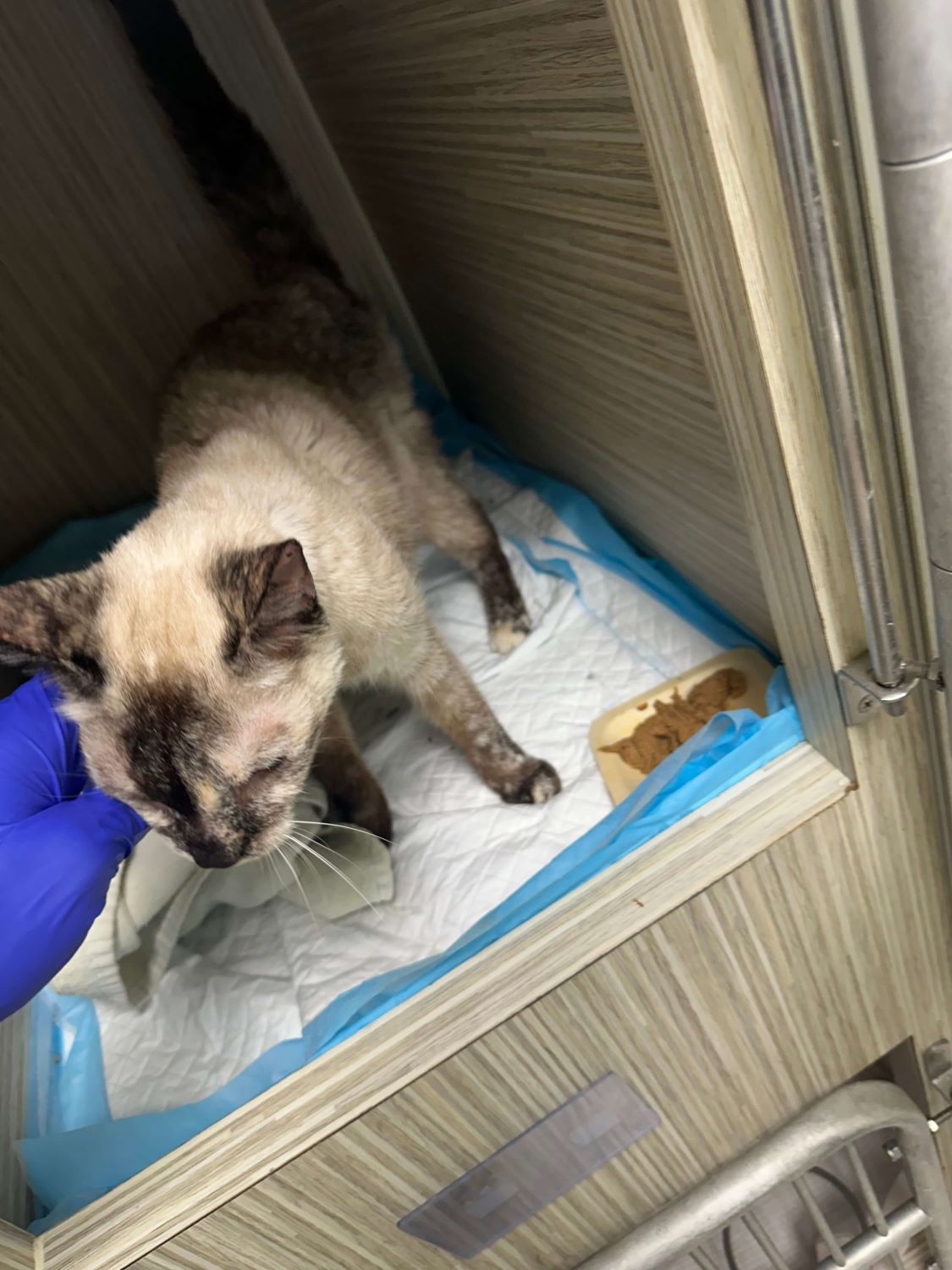Siamese Cat Being Pet