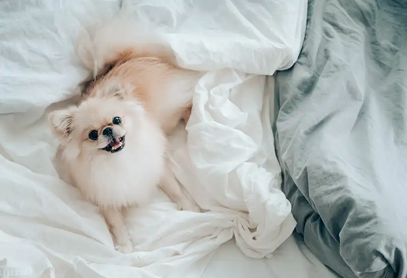 Pomeranian in a blanket