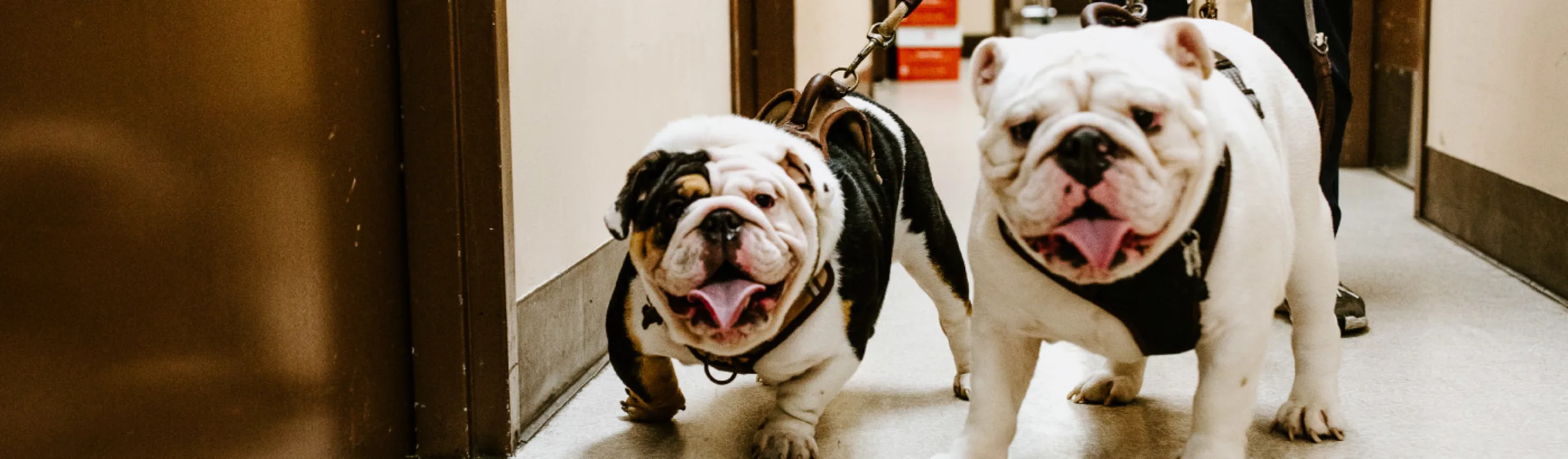 Staff walking dogs on leash at Overland Veterinary Clinic