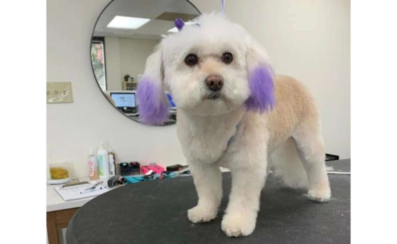 White dog with purple dye on both ends of ears