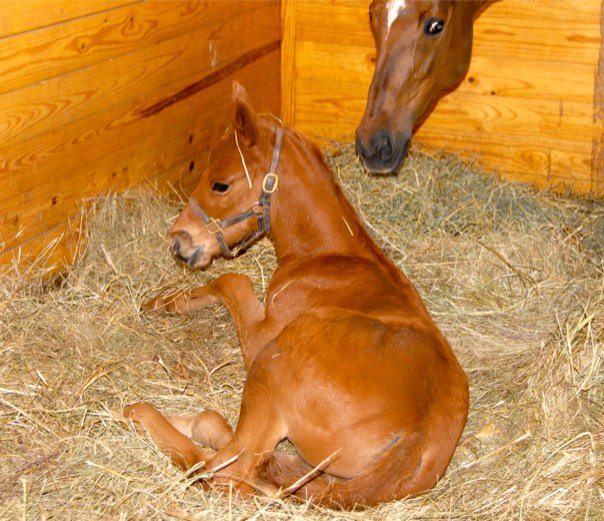 Newborn horse laying on hay