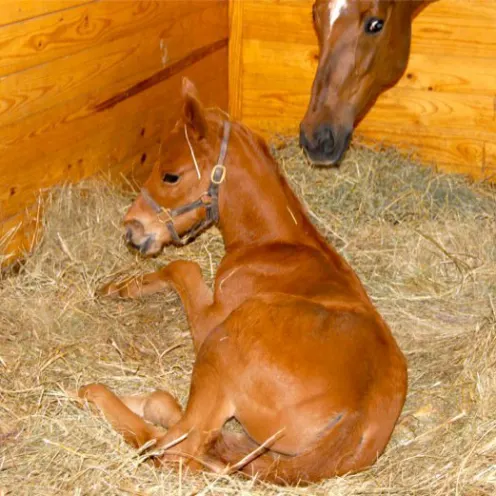 Newborn horse laying on hay