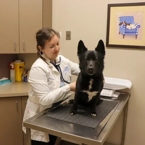 CT Dog Exam 2 CT Dog Exam 2