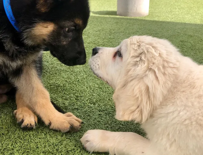 Two puppies sniffing each other
