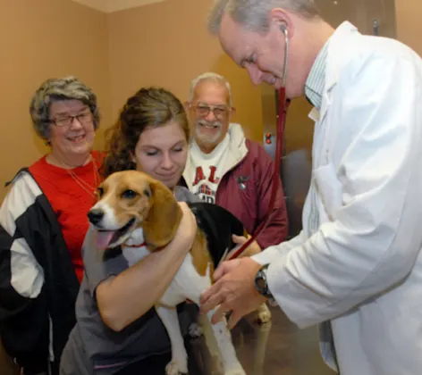 Doctor and staff member caring for a Beagle dog with owners standing behind