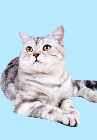 Gray Cat Lying Down Looking Up - Light Blue BG