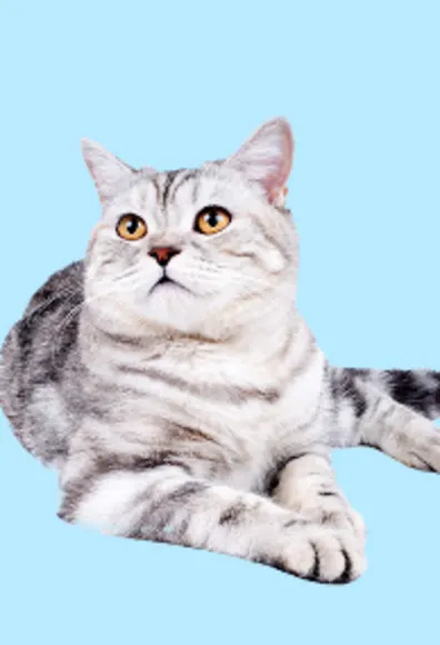 Gray Cat Lying Down Looking Up - Light Blue BG Gray Cat Lying Down Looking Up - Light Blue BG