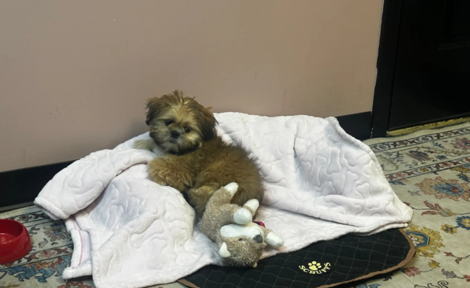 Small dog laying on blankets with a toy Small dog laying on blankets with a toy