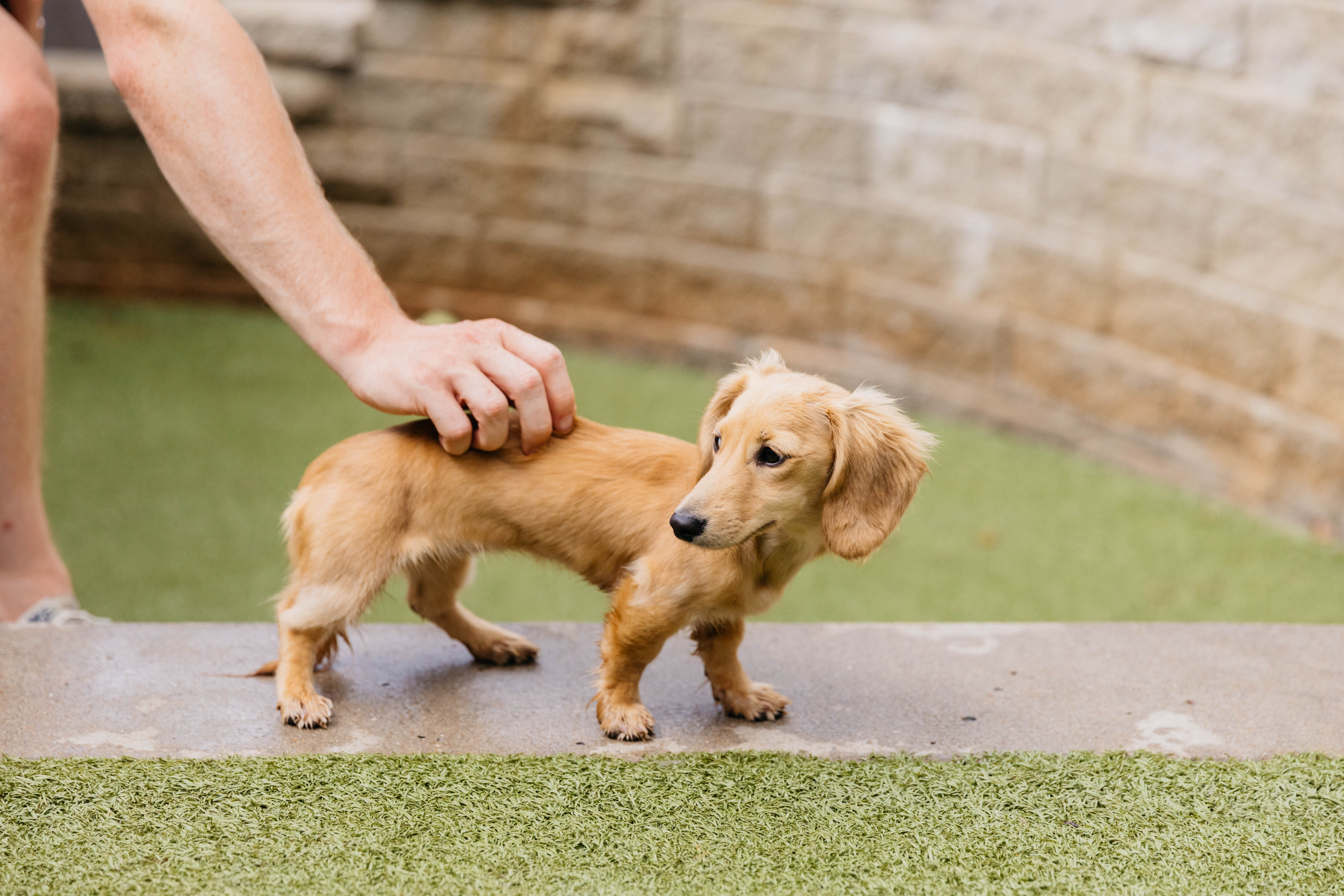 My Second Home Small Puppy