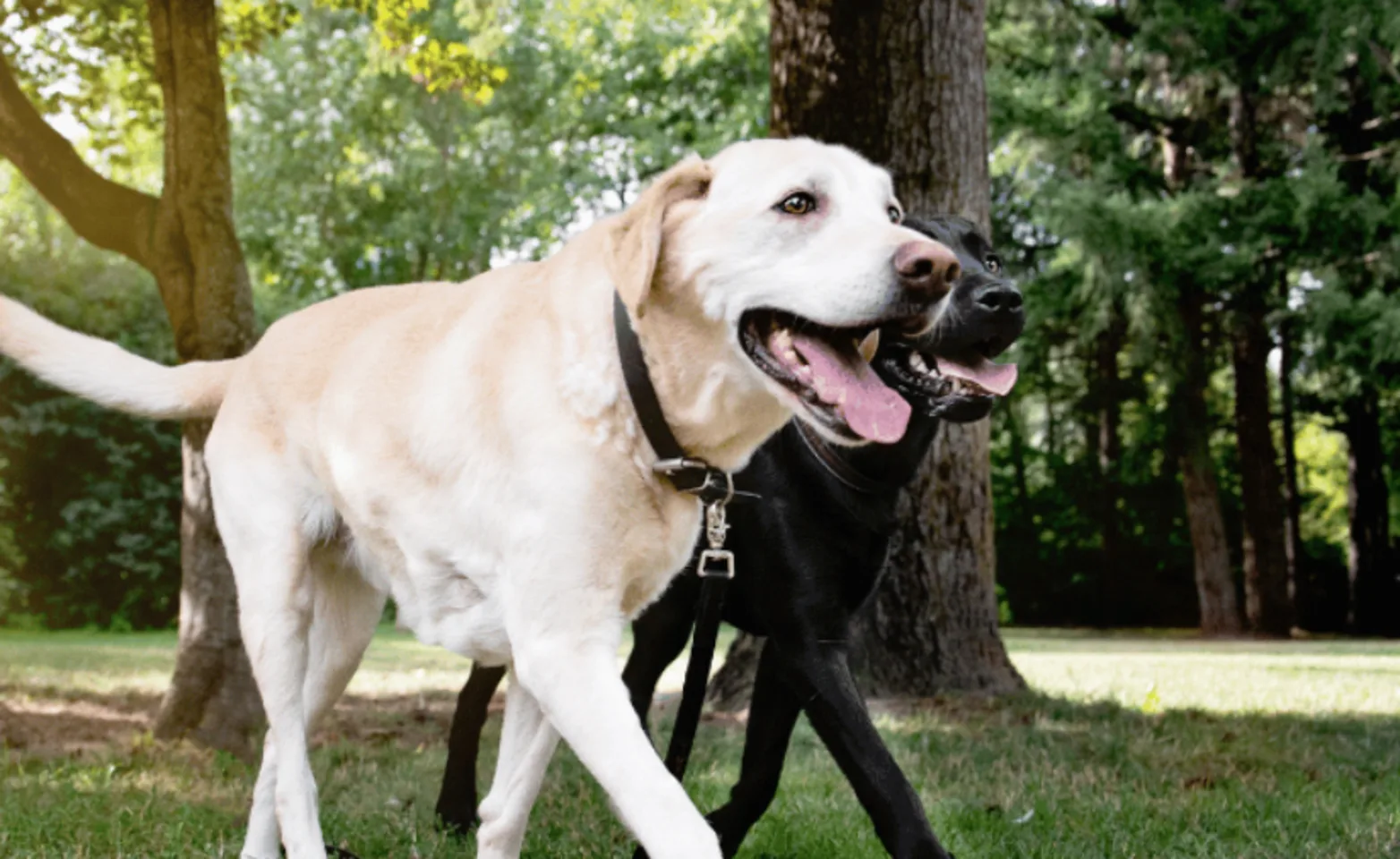 Two dogs walking side by side Two dogs walking side by side
