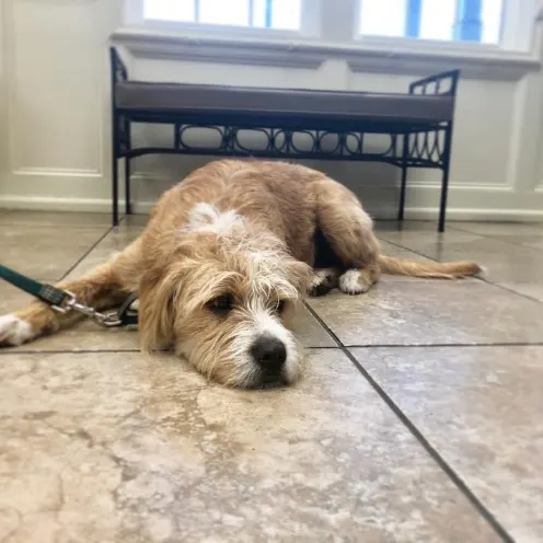 Dog laying on the tile floor