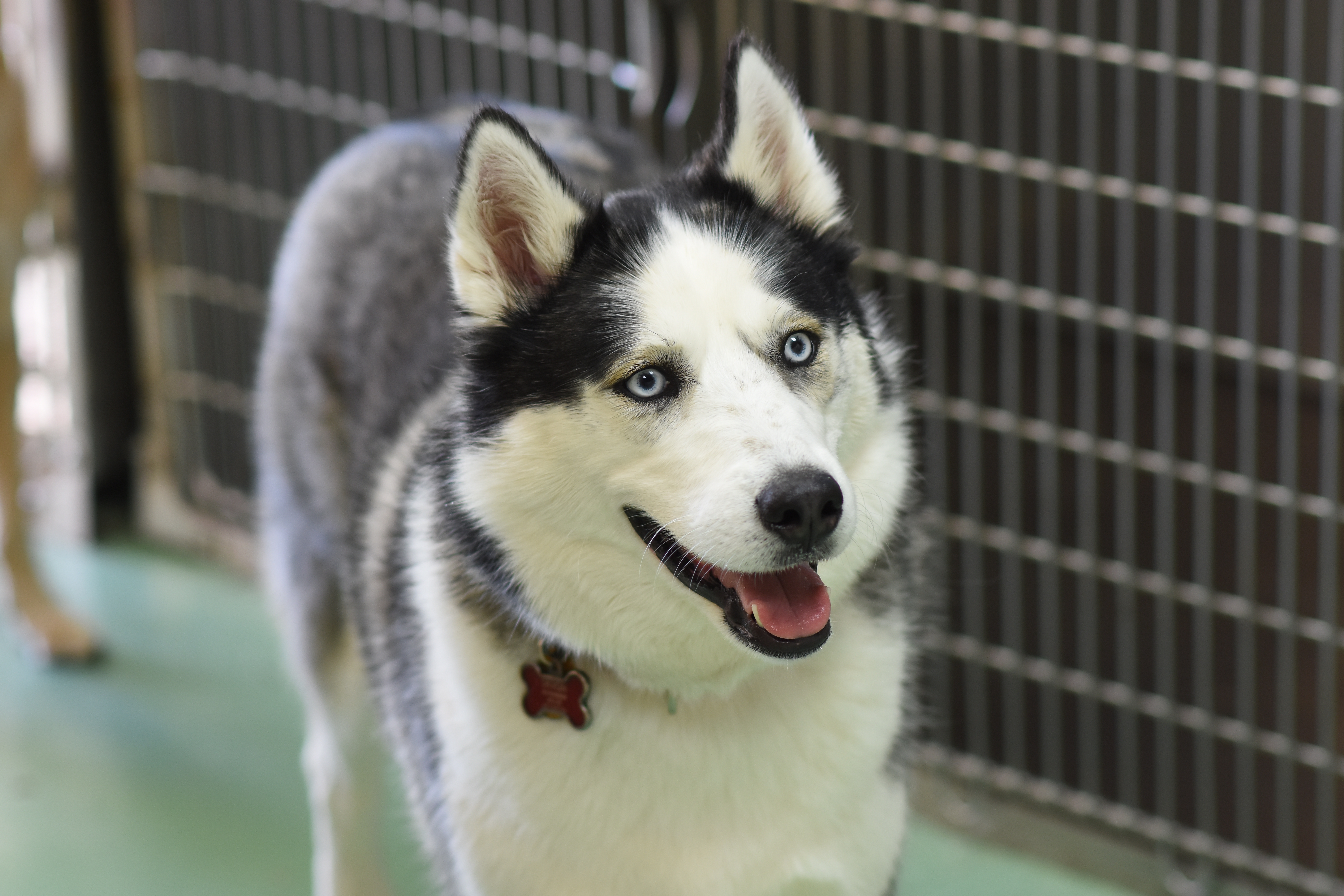 Dog by kennels at AMC