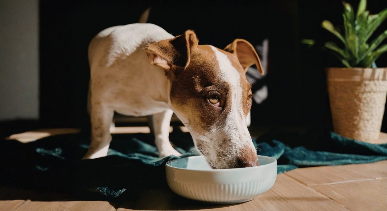 Dog looking up from white food bowl