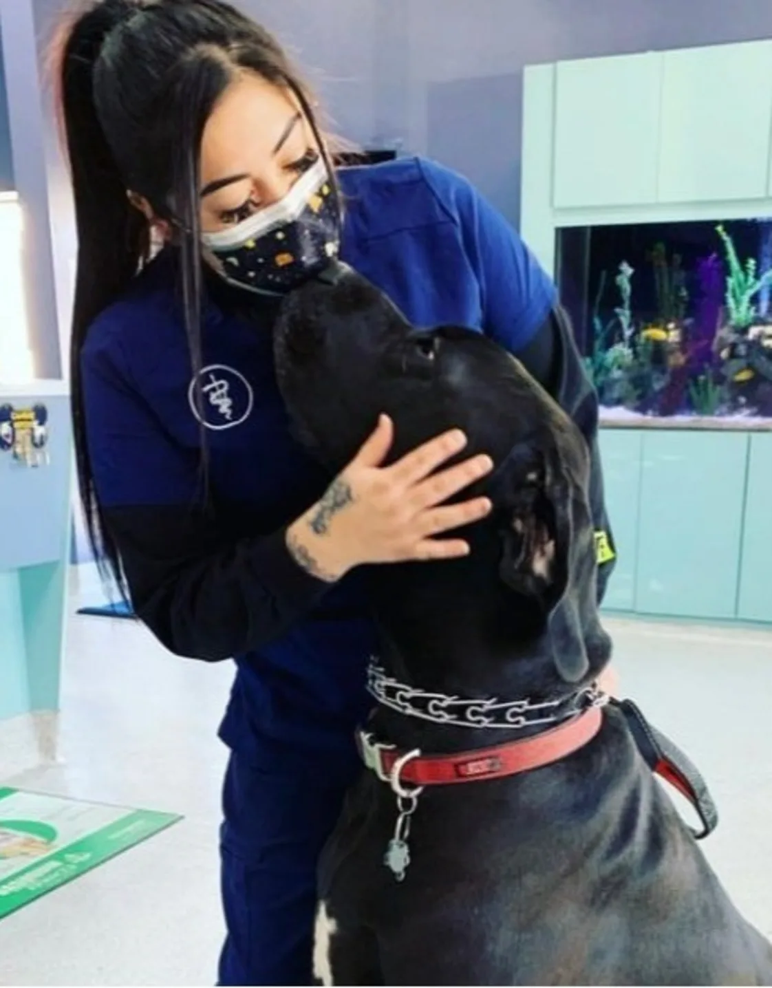Izzy holding a pit bull mix wearing a LA Rams jersey Izzy holding a pit bull mix wearing a LA Rams jersey