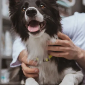 Black and white dog being examined by veterinarian in a clinic Black and white dog being examined by veterinarian in a clinic