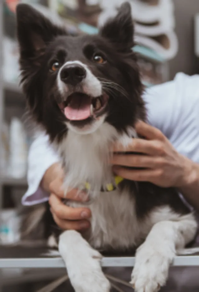 Black and white dog being examined by veterinarian in a clinic