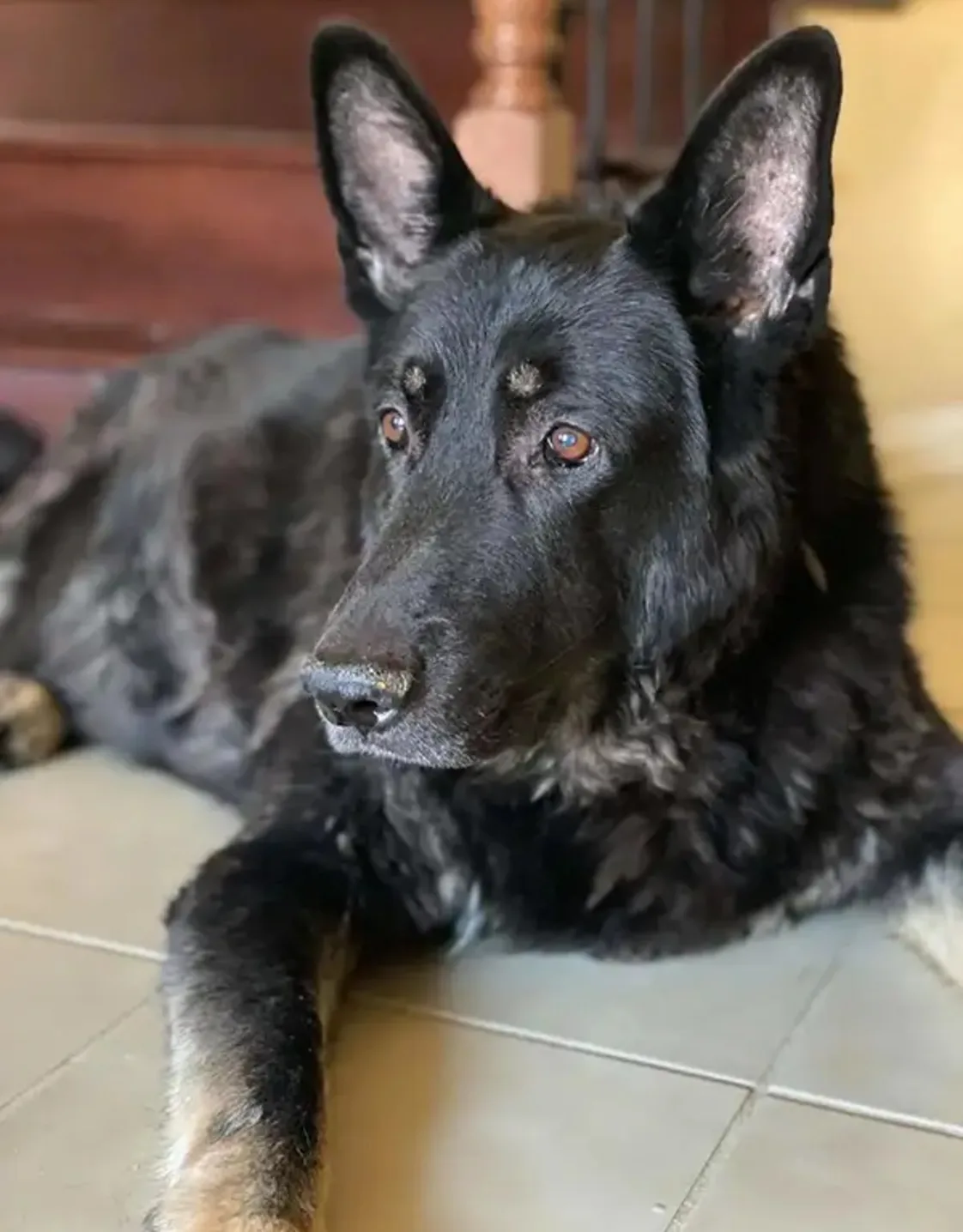 Bruno Bruno