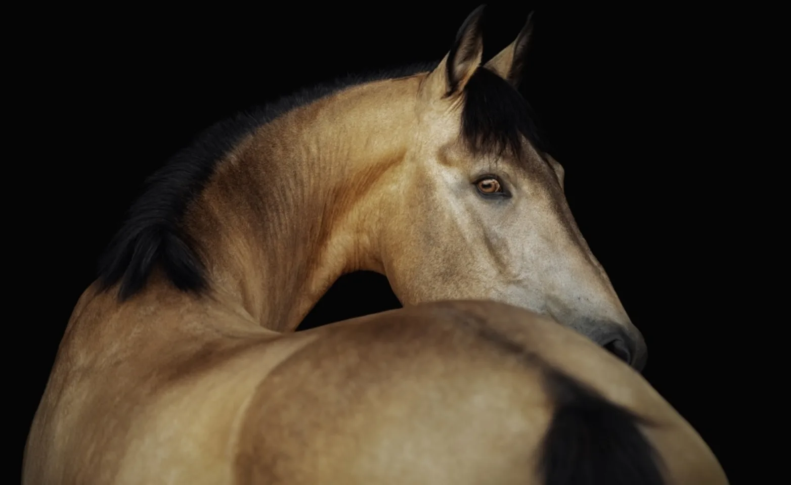 Buckskin horse Buckskin horse