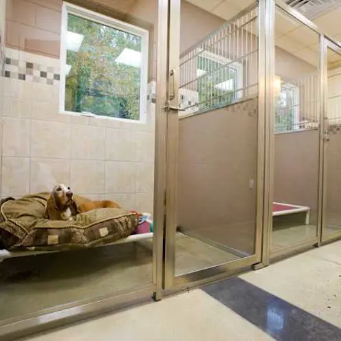 A dog a Oakhurst's pet hotel laying on a Kuranda bed inside one of the boarding rooms A dog a Oakhurst's pet hotel laying on a Kuranda bed inside one of the boarding rooms