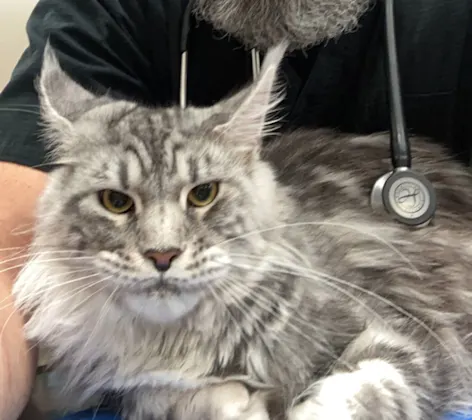 Gray cat looking at camera Gray cat looking at camera