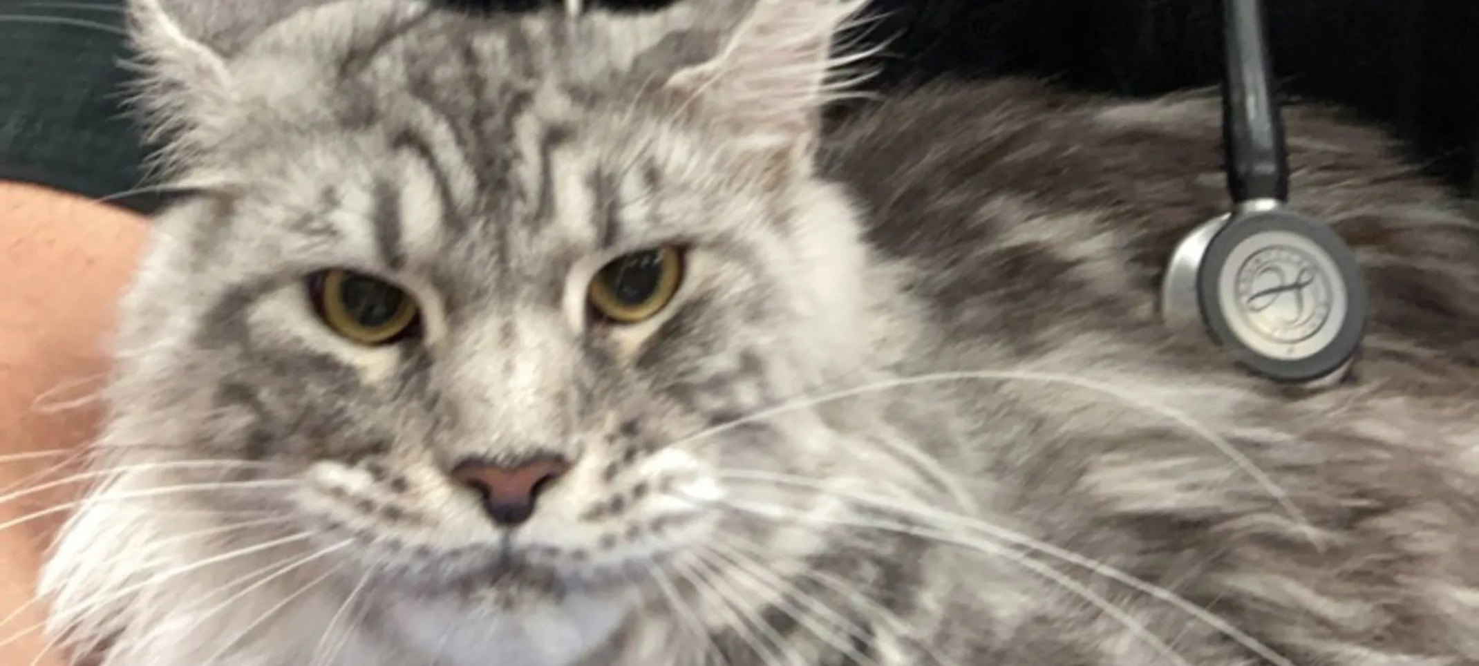 Gray cat looking at camera Gray cat looking at camera