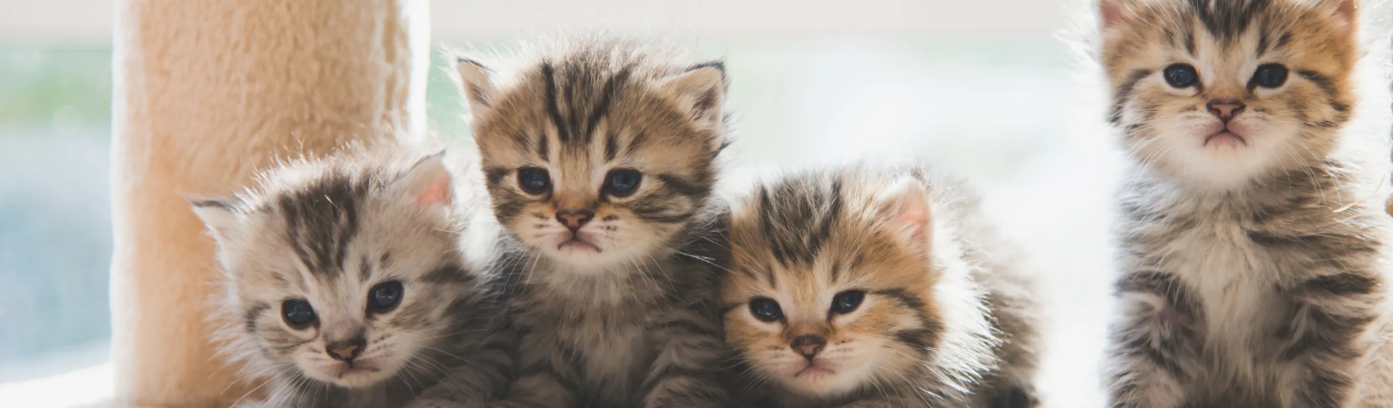 Four kittens on a cat scratch stand Four kittens on a cat scratch stand