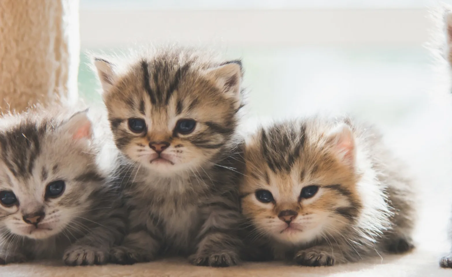 Four kittens on a cat scratch stand