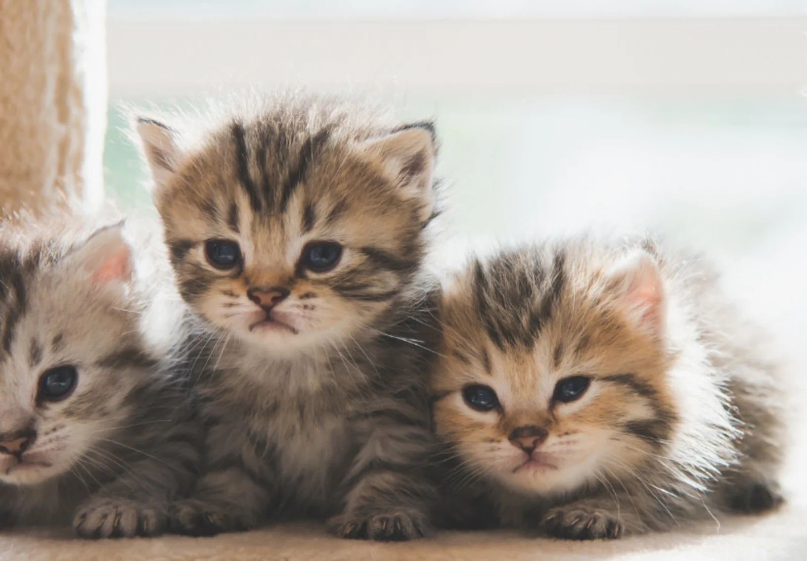 Four kittens on a cat scratch stand