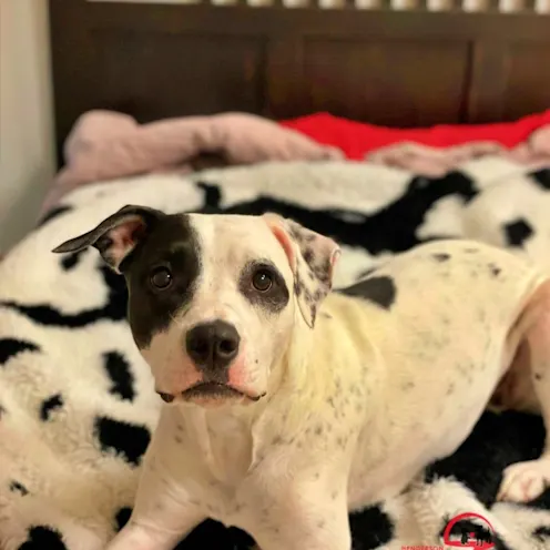 Dog on bed Dog on bed