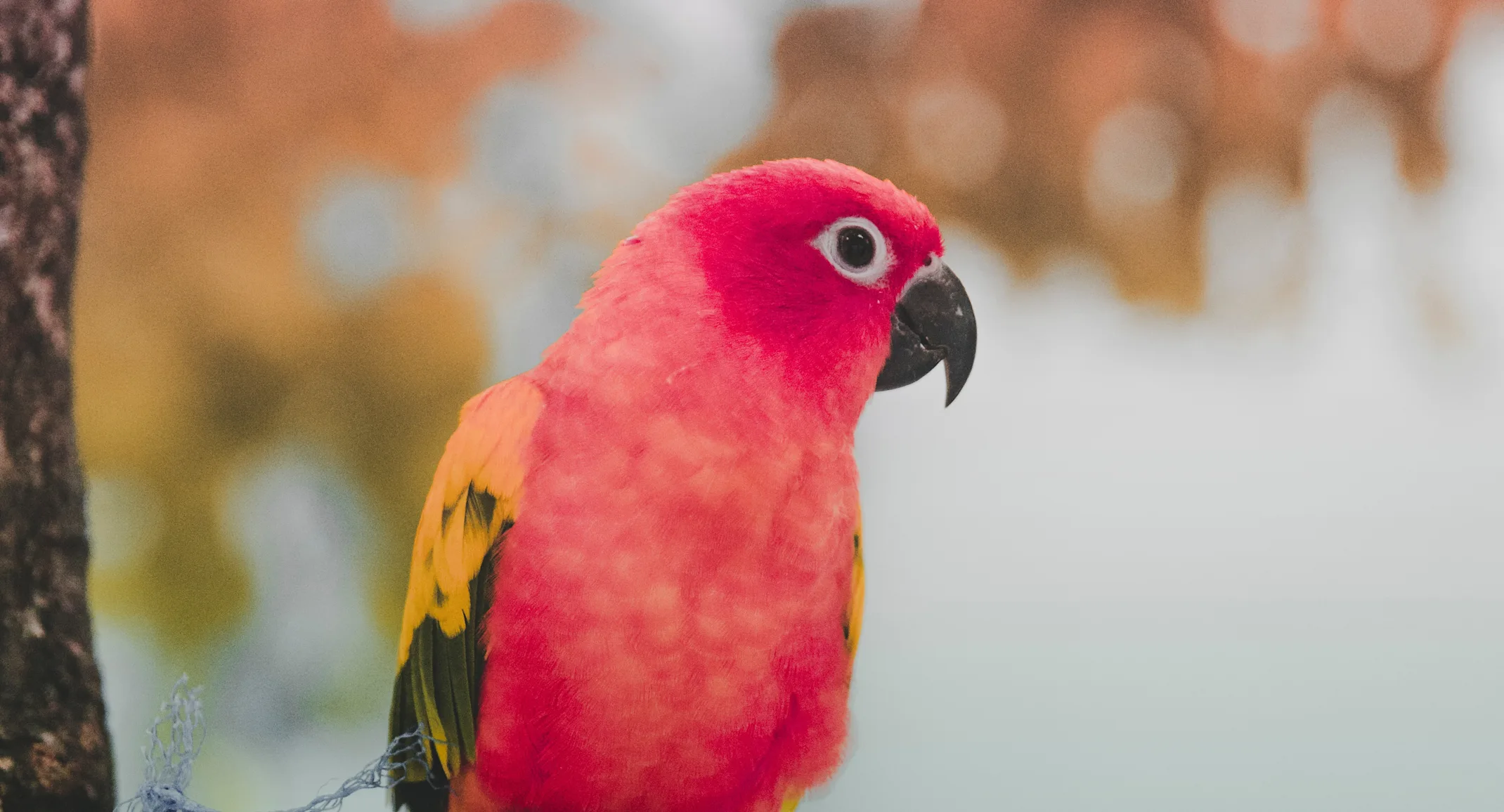 Bird Bird