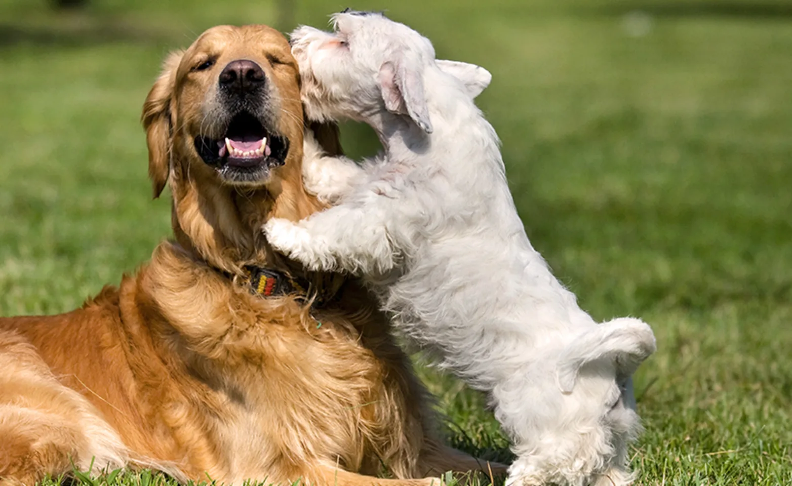 Two dogs playing