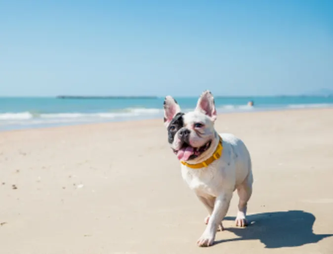 Dog On Beach Dog On Beach