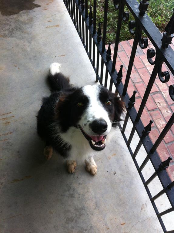 Black and white dog looking up